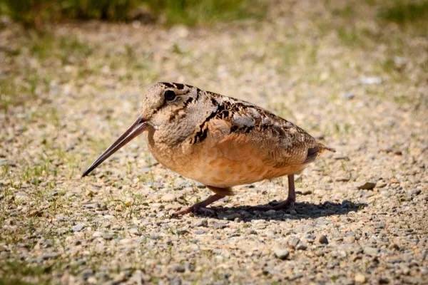American Woodcock by peter_swaine is licensed under CC BY 2.0.